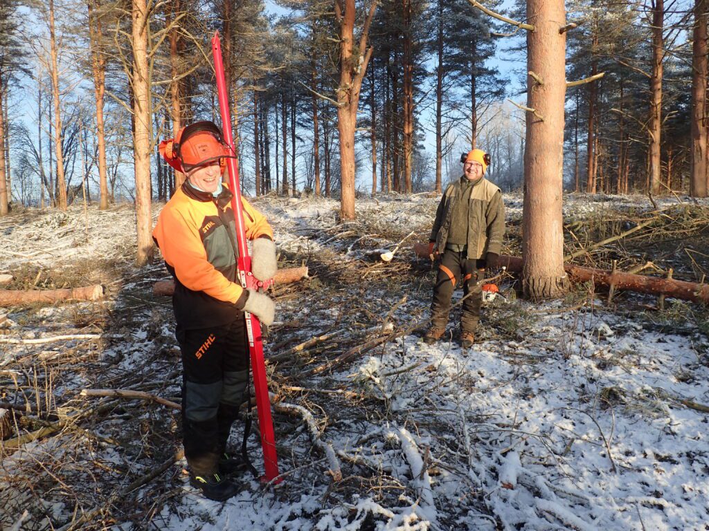 Bjørke frøplantasje avvikles ved manuell felling og konglesanking. 