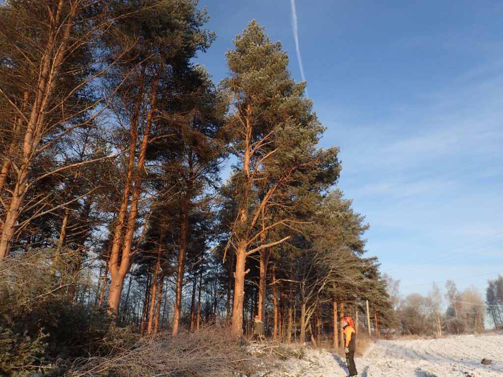 Bjørke frøplantasje i Hamar produserer furufrø for Østlandet